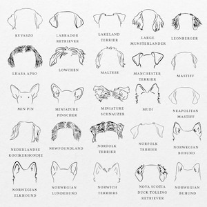 Puede incluir: Dibujos en blanco y negro de diferentes razas de perros, incluyendo el Kuvasz, el Labrador Retriever, el Lakeland Terrier, el Gran M&uuml;nsterl&auml;nder, el Leonberger, el Lhasa Apso, el Lowchen, el Malt&eacute;s, el Manchester Terrier, el Mast&iacute;n, el Min Pin, el Pinscher miniatura, el Schnauzer miniatura, el Mudi, el Mast&iacute;n napolitano, el Kooikerhondje holand&eacute;s, el Terranova, el Norfolk Terrier, el Buhund noruego, el Elkhound noruego, el Lundehund noruego, los Norwich Terriers, el Retriever de pelo rizado de Nueva Escocia.