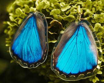 Cupola a farfalla con 2 vere farfalle Blue Morpho
