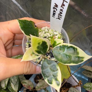Hoya lacunosa Asami clone 2