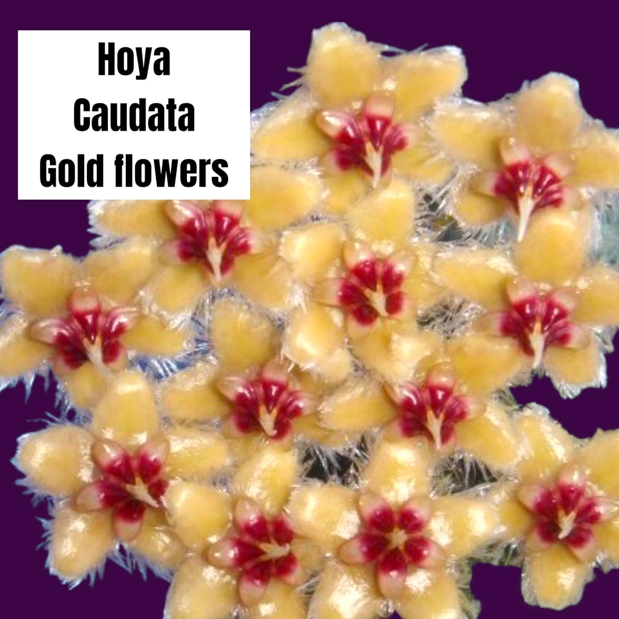 Hoya Caudata GOLD Flowers - Etsy