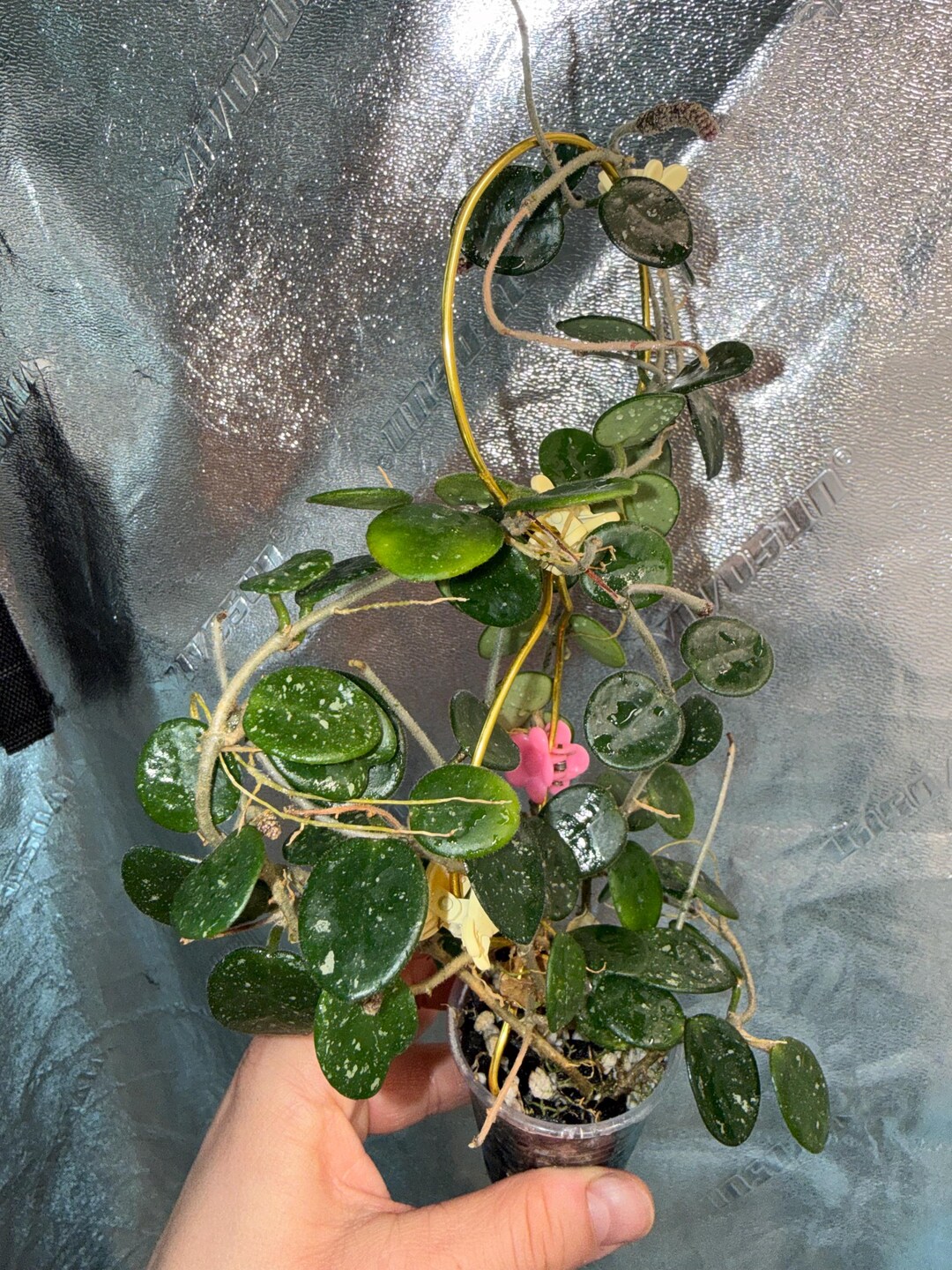 Hoya Mathilde Splash - Etsy