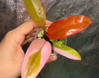 Philodendron Persimmon Princess- Kunzo lineage- HIGH COLOR!