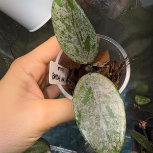 Hoya Wilbur Graves China