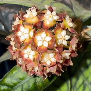 Hoya Callistophylla