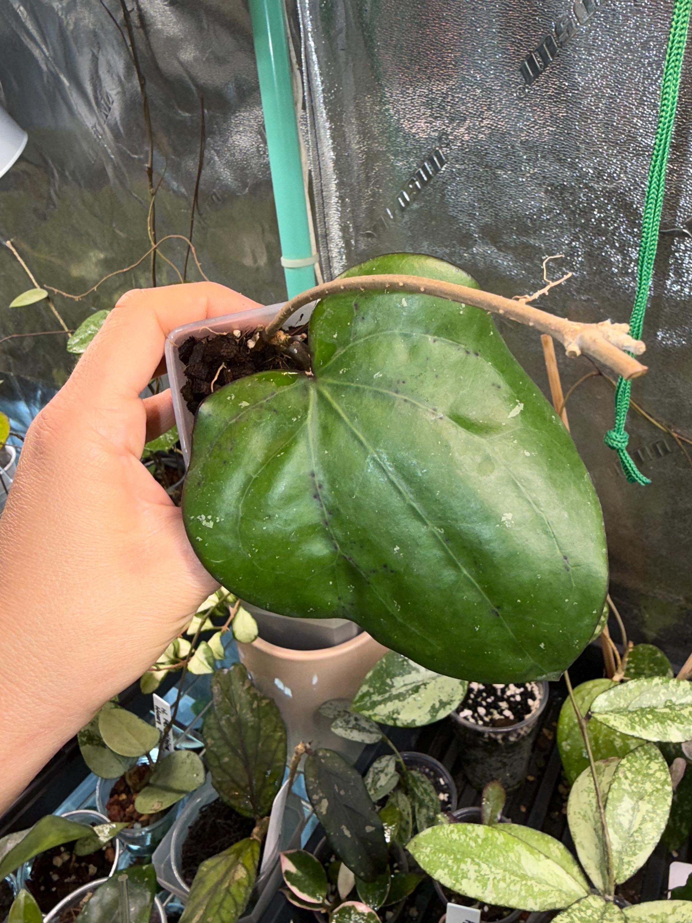 Hoya Polyneura Broget Silver - Etsy