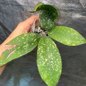 May include: A Hoya plant with four prominent, elongated, pointed leaves featuring a deep green base color and light green to cream-colored speckling. One leaf shows a small brown dry patch on the edge. The plant is potted in a small container.