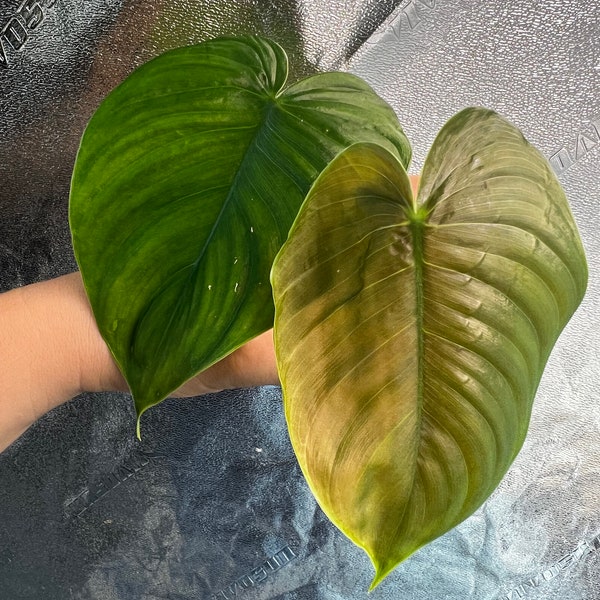 Philodendron tenue type CUTTING