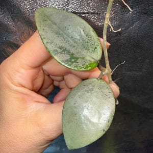 Hoya Mitrata Silver - Etsy
