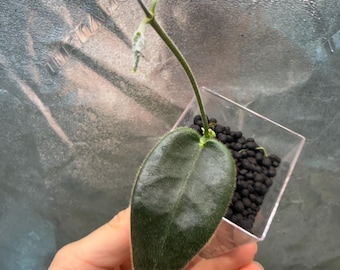Hoya Stenakei Dark Leaves - Etsy