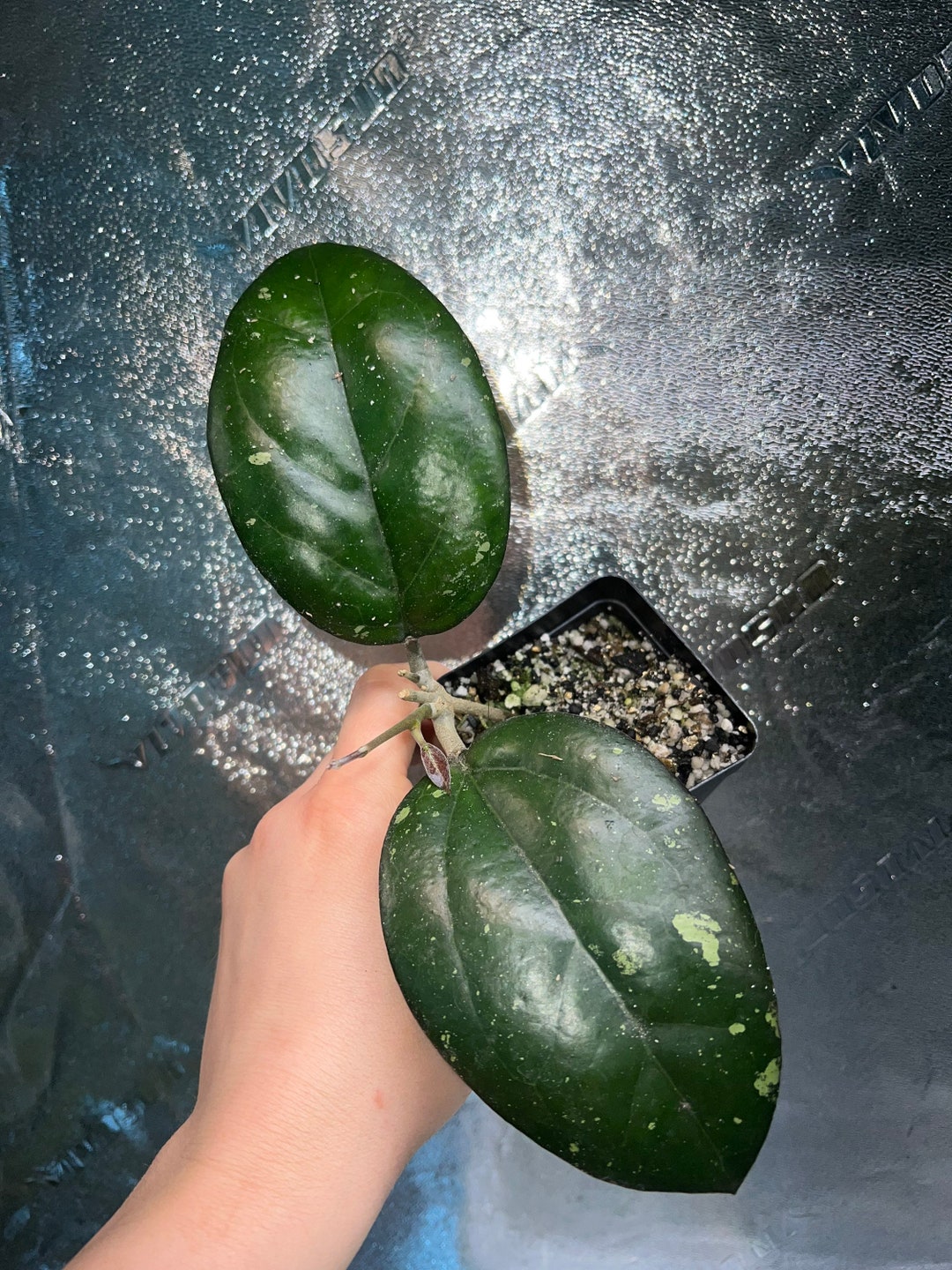 Hoya Cv. Joy Splash - Etsy