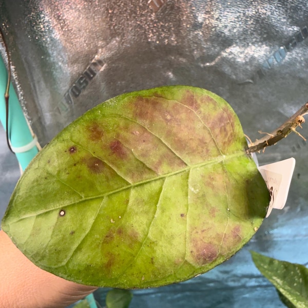 Hoya Aceh Deep Heart