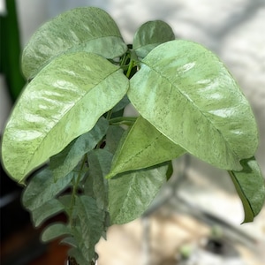 May include: A potted plant with large, light green leaves with a speckled pattern. The leaves have a slightly textured appearance and are arranged in a cascading fashion. The pot is white and cylindrical.