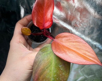 Philodendron Persimmon Princess- Kunzo lineage