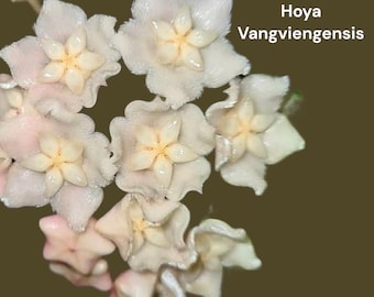 Hoya Vangviengiensis - 4
