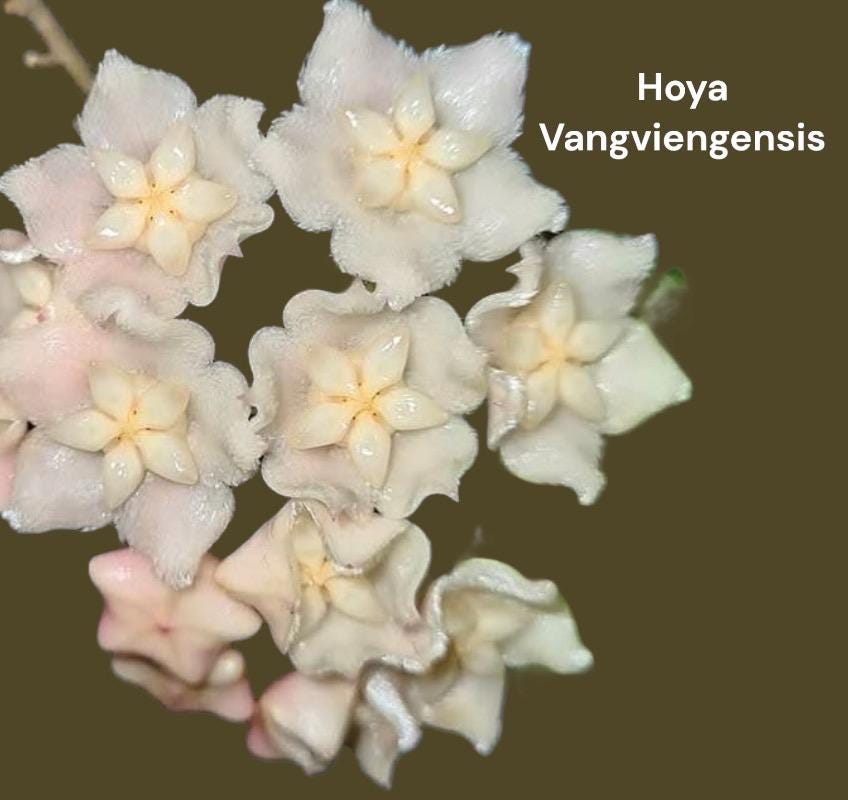 Hoya Vangviengensis