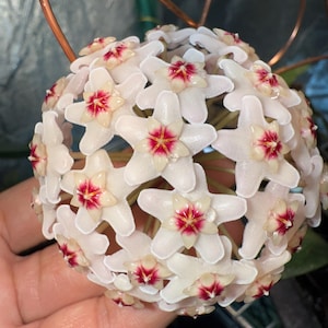 Hoya Wilbur Graves China