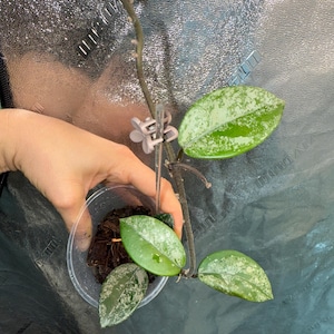 Hoya Wilbur Graves China