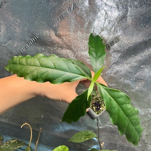 May include: A small potted plant featuring elongated, wavy-edged dark green leaves with a prominent central vein. The plant is held in a small, clear plastic container filled with dark potting medium, showcasing a vibrant, glossy foliage texture.