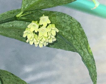 Hoya Amicabillis Silver