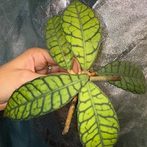 Hoya Callistophylla