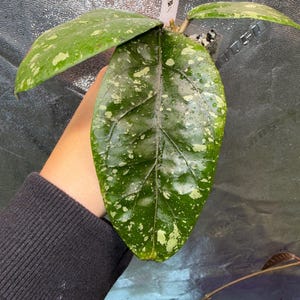 Hoya Aceh Bur Nanga Œuf d'or