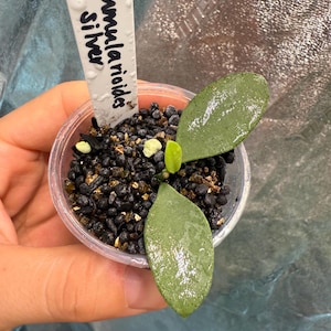 Hoya Nummularioides silver
