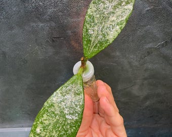 Hoya Rundumensis Silver Splash