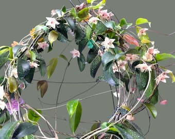 Hoya Apoda