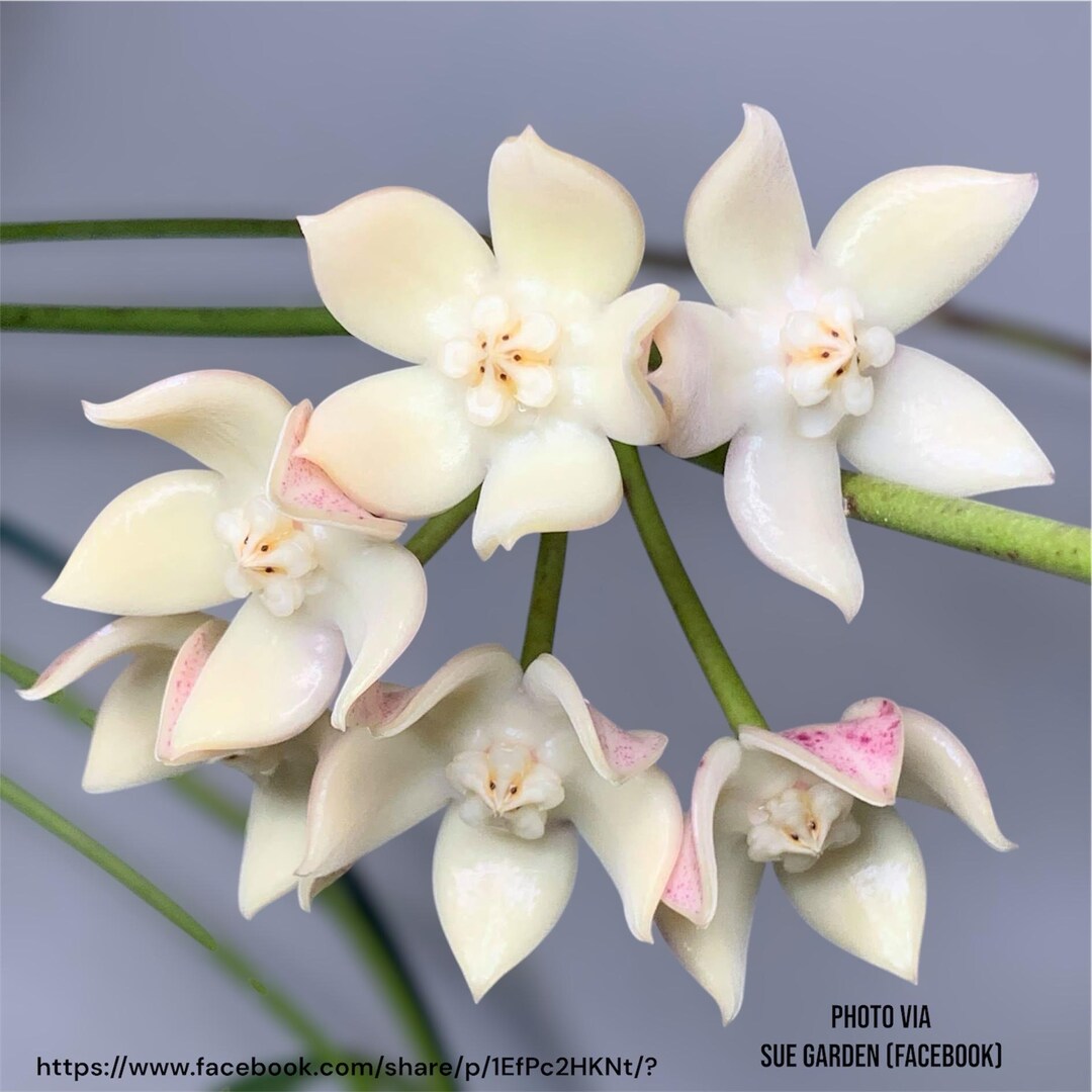 その他観葉植物 HOYA griffitchii il_1080xN.6823320049_hh7l.jpg