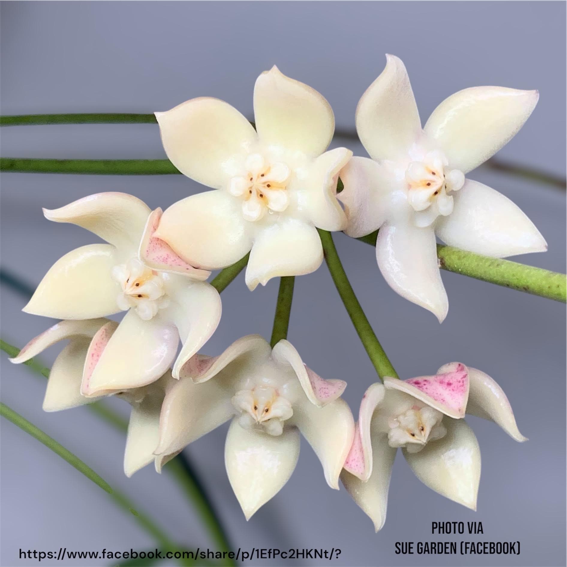 Hoya griffithii (splash) – Unsolicited Plant Talks