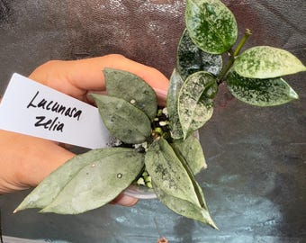 Super Rare — Hoya Lacunosa Asami Reverse Variegated “2 Leaf Not