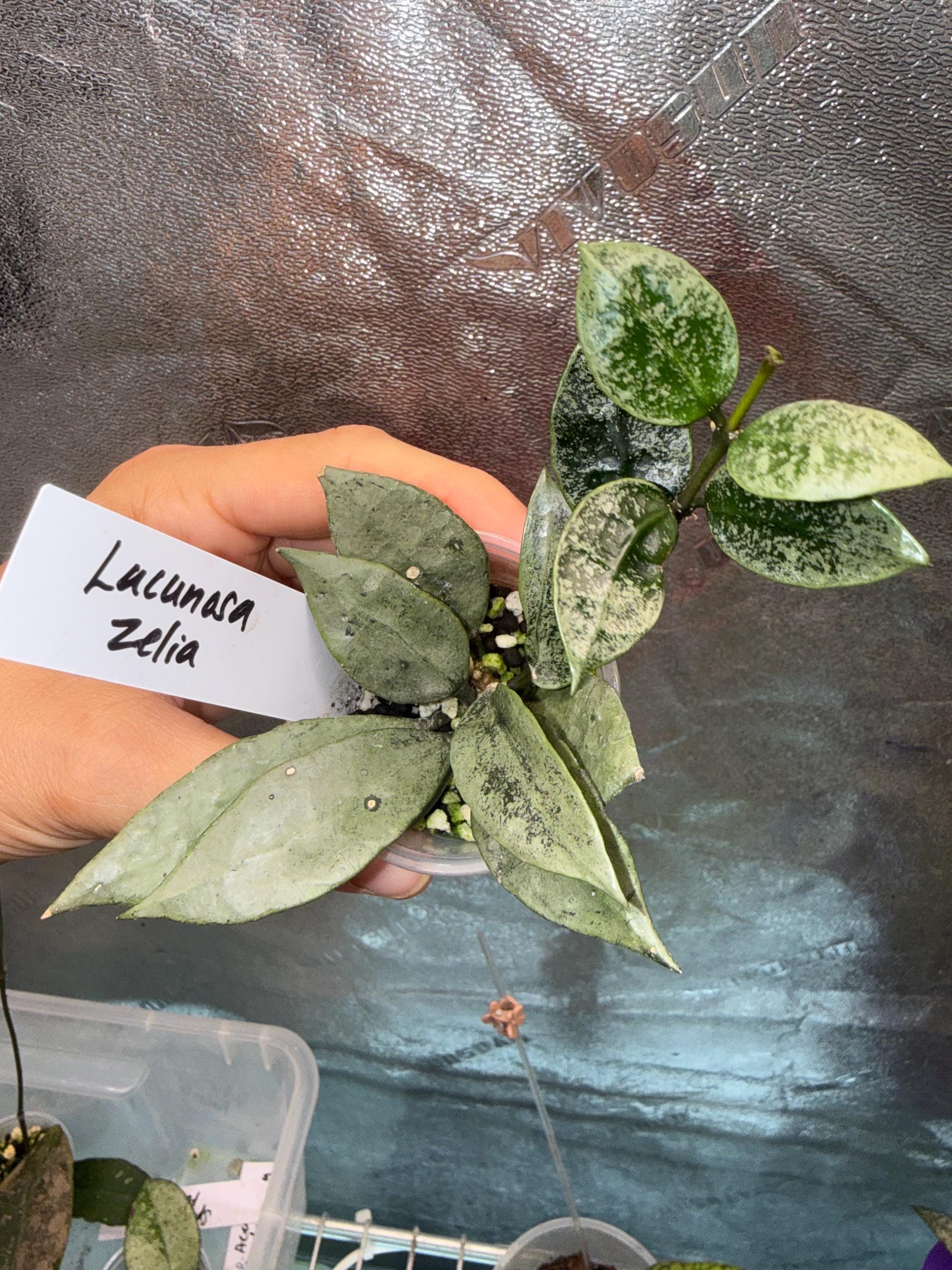 Hoya Lacunosa 'zelia' - Etsy