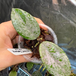 Hoya Wilbur Graves China