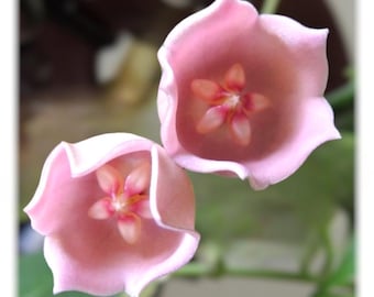 Extremely Rare HOYA 'NOONA' PINK / Live Plant Arrival Guarantee