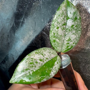 Hoya Wilbur Graves Russia cutting