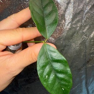 Hoya Campanulata