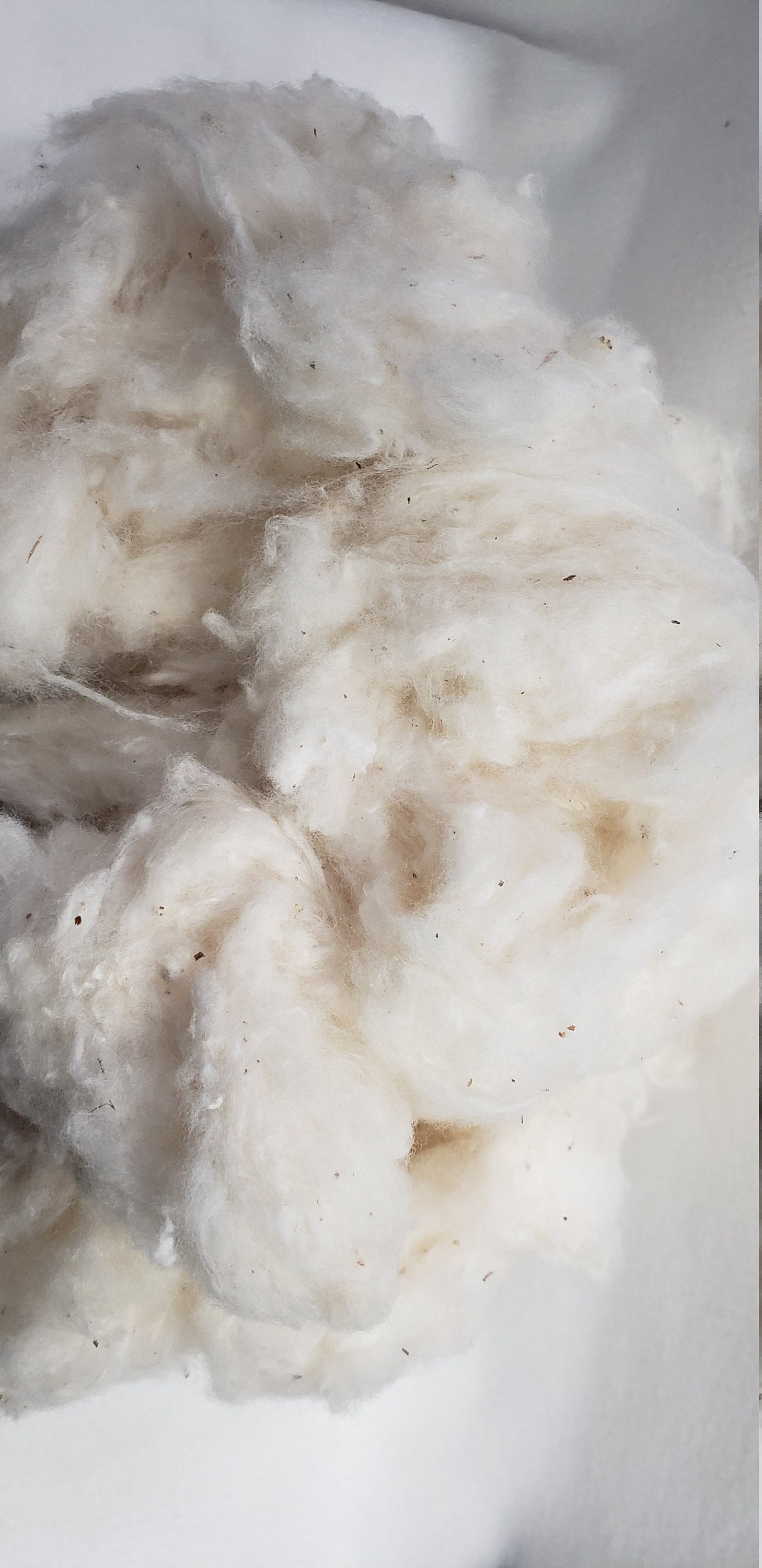 Raw Cotton, Ginned in Texas, Filling, Batting, Stuffing 