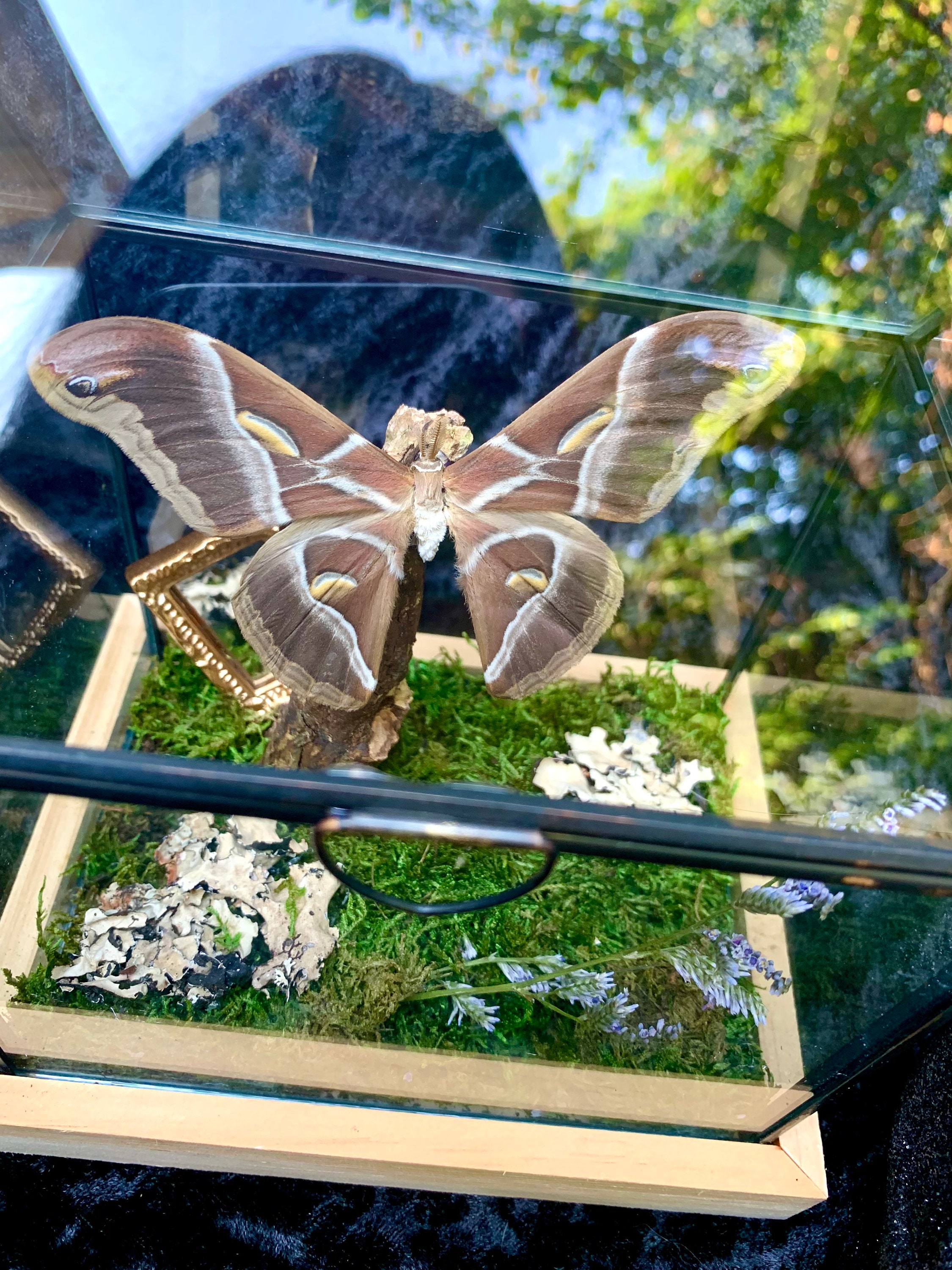 Real butterfly taxidermy / Samia Insularis / Eri Silk moth / Etsy