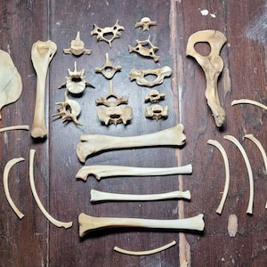OSTEOMANCY bottenlezing voor een categorie naar keuze door een EXPERT!