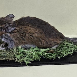 Mouse freeze dried on simple base with moss standing oddity Halloween prop