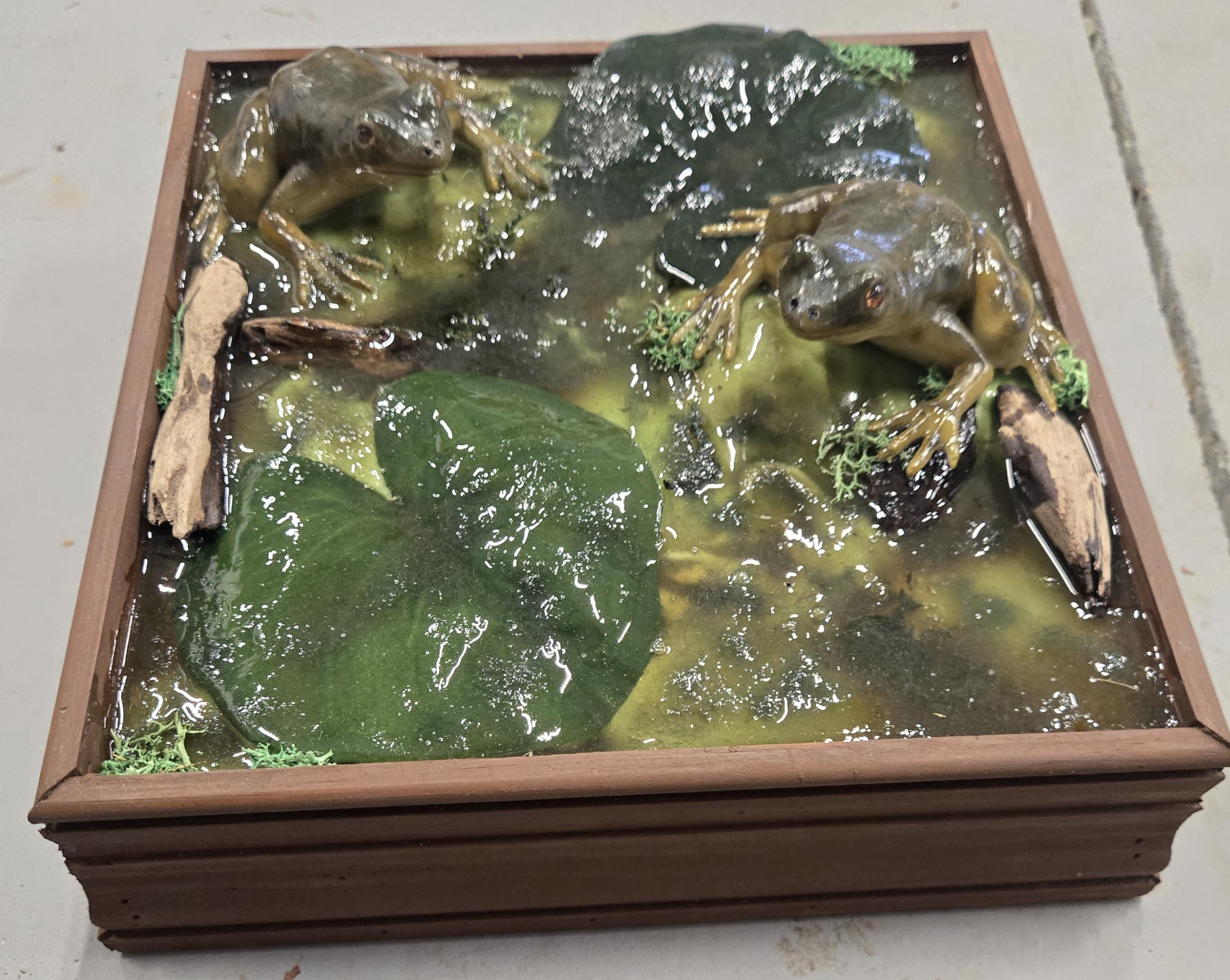Double Frog Reproduction Taxidermy Mount With Habitat Base Lily Pads ...