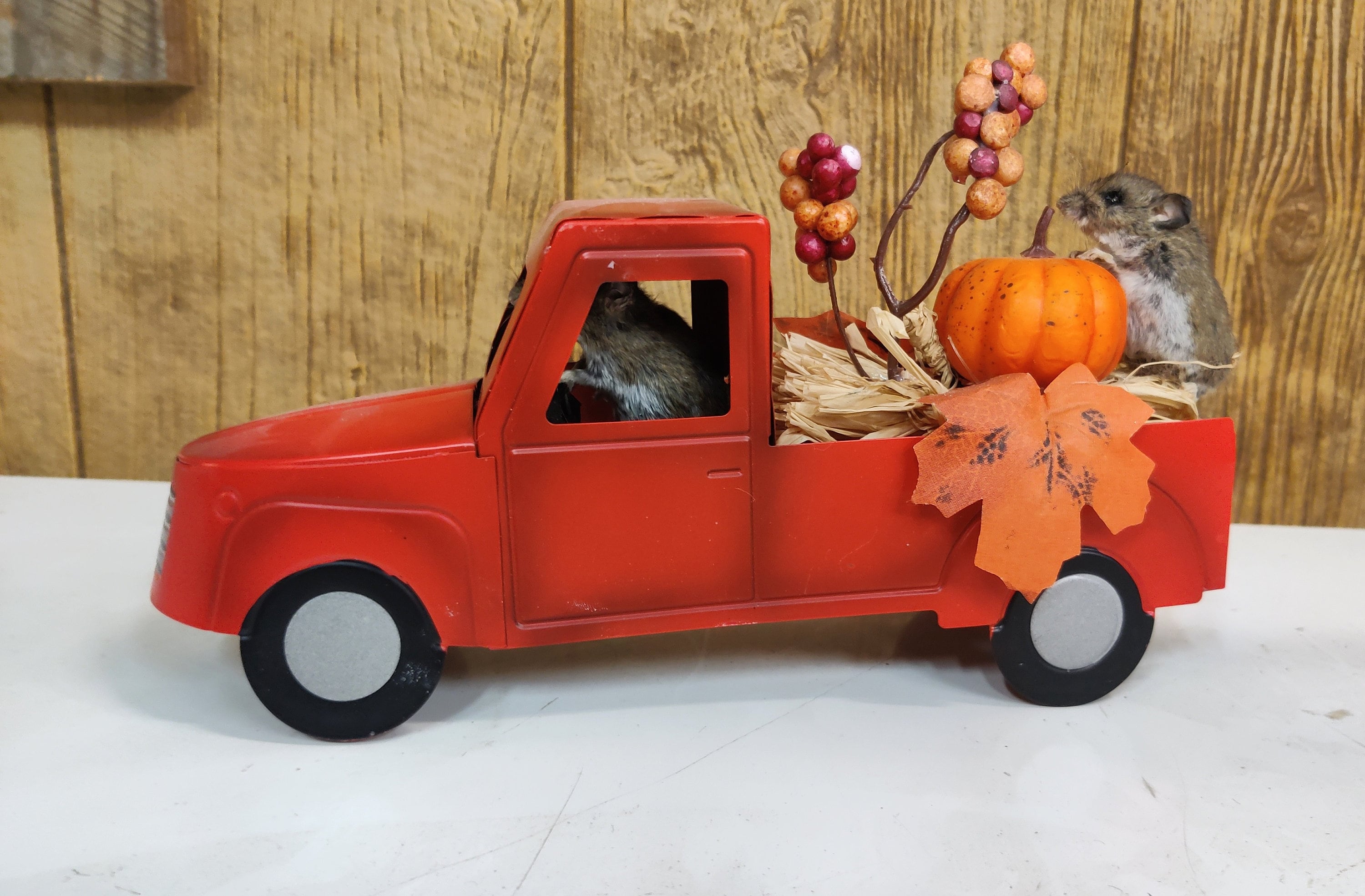 View of Fall Freeze Dried Mice Taxidermy Truck Decoration Cabin - Etsy