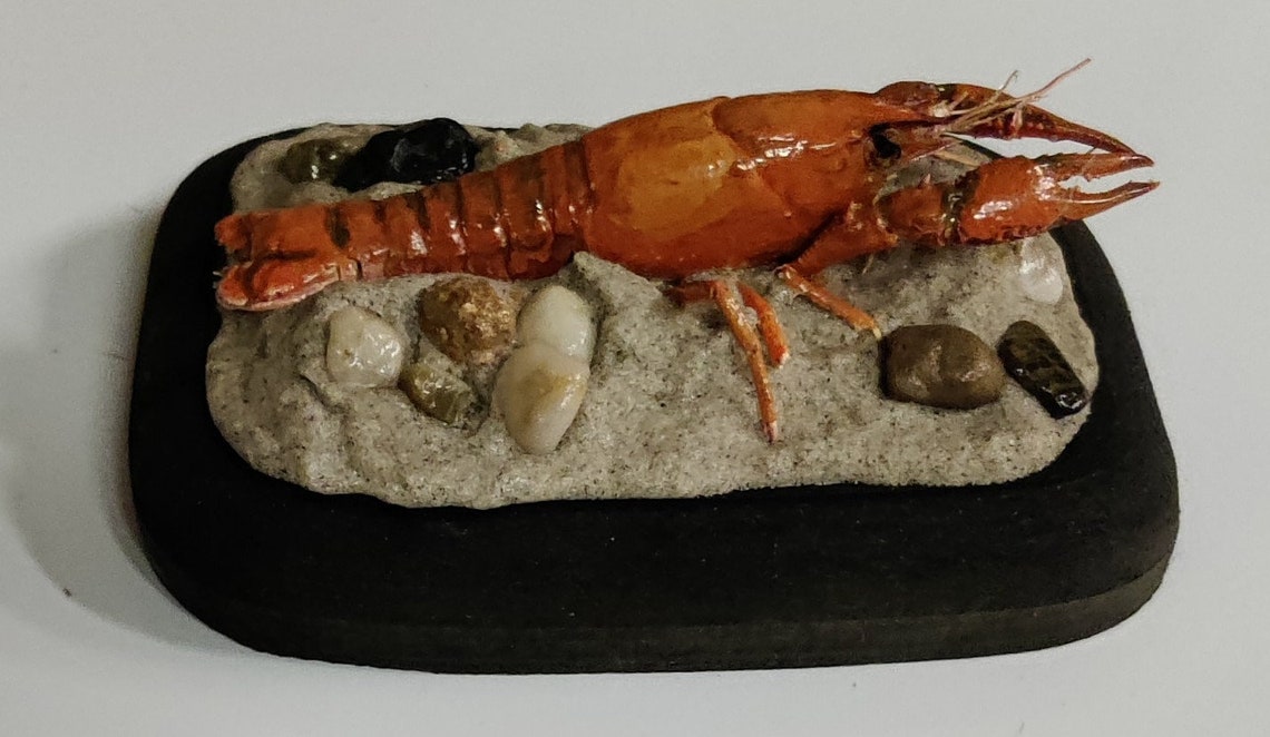 Crawfish Taxidermy Freeze Dried Fishing Creek Outdoors Water Cabin