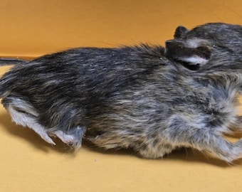 Standing Freeze Dried Rat Taxidermy Oddities Halloween Rodent Production Prop Decor