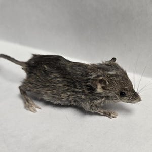 May include: A small, deceased mouse with gray and brown fur. The mouse is lying on a white surface, with its tail extended. The whiskers are visible, and the ears are small. The overall appearance suggests a taxidermy specimen or a preserved animal.