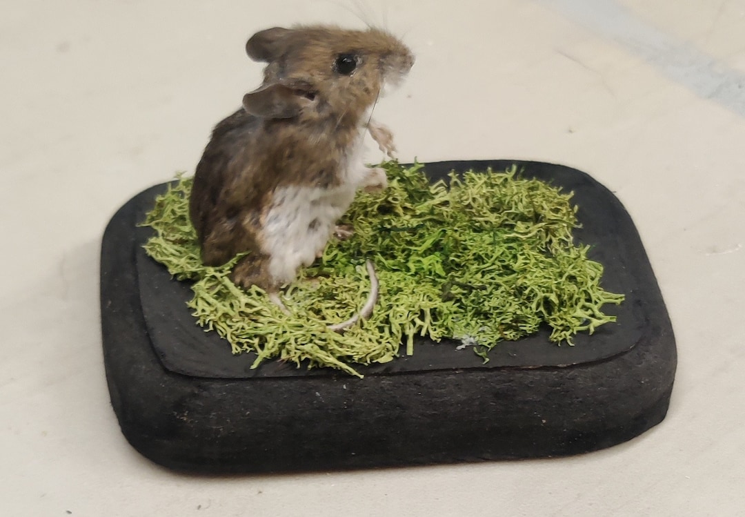 Mouse Freeze Dried Taxidermy Rodent Oddities Cabin Outdoors Decor Mice