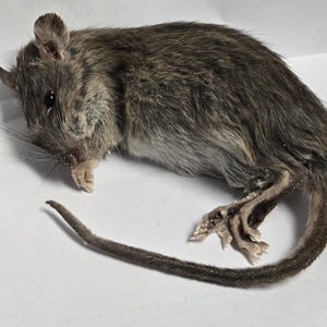 May include: A taxidermy rat specimen featuring coarse, dark grey and brown fur, a long thin tail, visible whiskers, and small ears. The rodent is positioned in a resting posture with its front paws tucked near its face and hind feet extended.