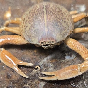 May include: A preserved crab specimen featuring a rounded, mottled brown carapace with a distinct central line. The crab has two prominent, smooth, light brown claws extended forward and several smaller, textured legs visible on the sides.