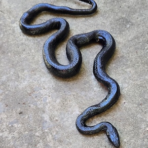 Puede incluir: Una serpiente negra con una superficie brillante y texturizada, tendida sobre una superficie de hormigón gris. La serpiente está en una pose curva y serpentina, con la cabeza y la cola visibles. Las escamas de la serpiente reflejan la luz.