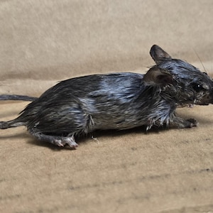 Op de afbeelding: Een geprepareerde muis, voornamelijk grijs en zwart, ligt op een bruin oppervlak. De muis heeft een lange staart en kleine oren. De vacht lijkt enigszins vochtig. De afbeelding is een close-up, die de details van het knaagdier benadrukt.